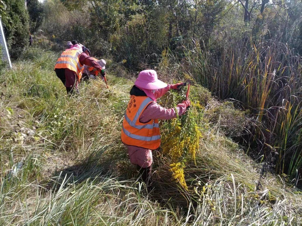 华为手机残余清理工具
:江苏睢宁公路站清除公路沿线“一枝黄花”-第1张图片-太平洋在线下载