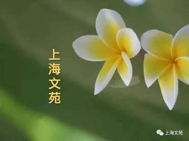 叫叫讲故事苹果版:【上海文苑】No.22507期A版｜有种花儿叫台湾鱼木 三阳