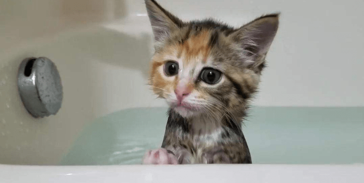 美国快猫苹果版:美国短尾猫怎么洗澡？有哪些注意事项？