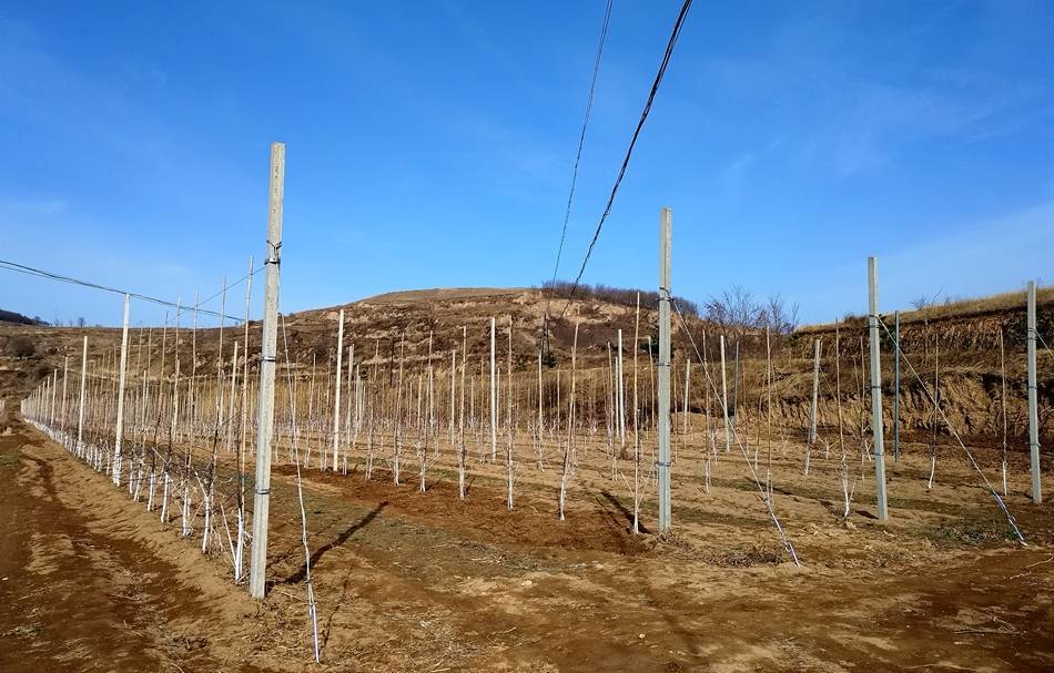 单机版升级苹果:清水：矮砧密植示范园助推苹果产业转型升级-第4张图片-太平洋在线下载