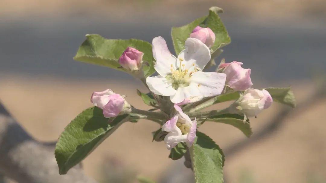 苹果花开新闻苹果期货最新消息新闻-第1张图片-太平洋在线下载