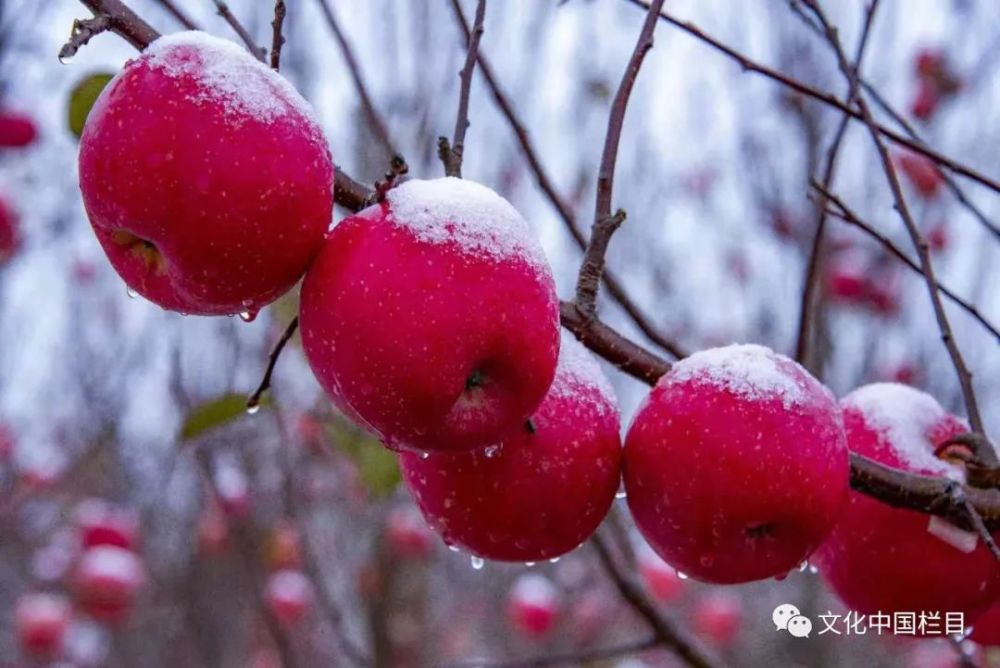 央视新闻来栖霞拍摄苹果中国苹果看烟台烟台苹果看栖霞