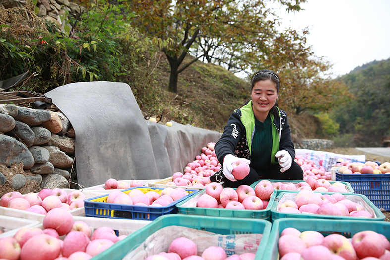 苹果采摘销售新闻草莓采摘园盈利模式