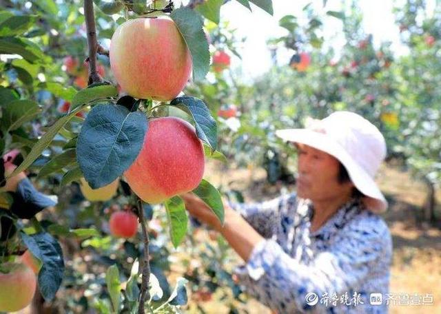 苹果采摘销售新闻草莓采摘园盈利模式-第2张图片-太平洋在线下载