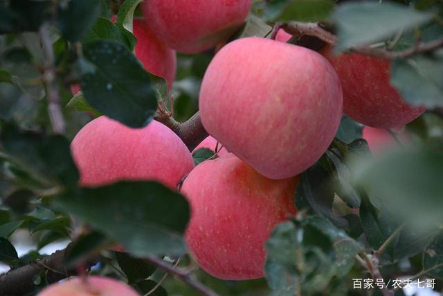 陕北苹果霜冻新闻陕北米脂山地苹果网