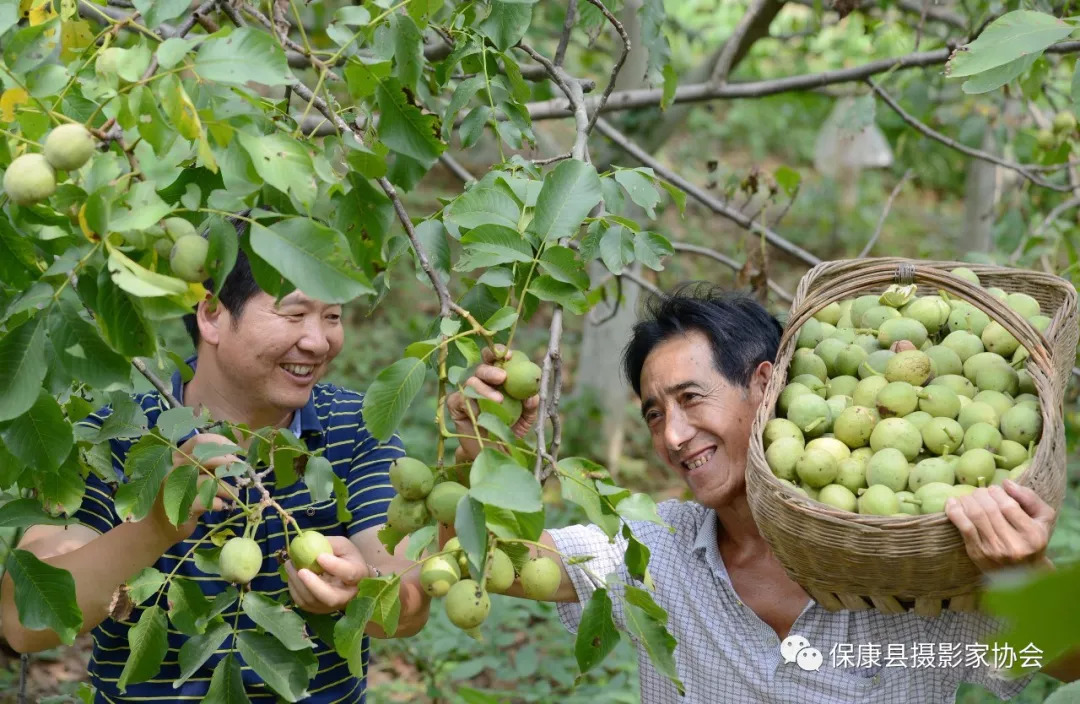 苹果园核桃新闻视频苹果园核桃金钱底图片-第2张图片-太平洋在线下载