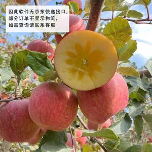 新疆版苹果价格苹果iphone官网入口12价格-第2张图片-太平洋在线下载